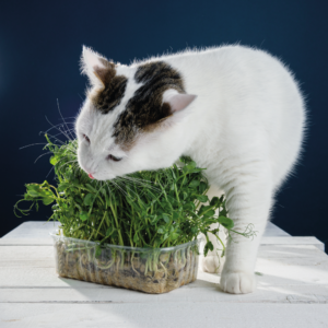 Plantas e produtos tóxicos para pets | Clínica Veterinária Vida de Bicho
